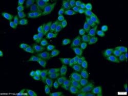 ERLIN1 Rabbit anti-Human, Mouse, Rat, Polyclonal, Proteintech:Antibodies:Primary