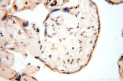 ERLIN1 Rabbit anti-Human, Mouse, Rat, Polyclonal, Proteintech:Antibodies:Primary