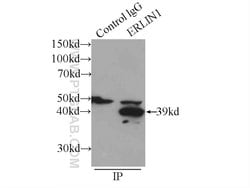 ERLIN1 Rabbit anti-Human, Mouse, Rat, Polyclonal, Proteintech:Antibodies:Primary