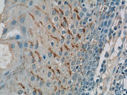 GSG1L Rabbit anti-Human, Polyclonal, Proteintech:Antibodies:Primary Antibodies