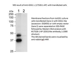 GSG1L Rabbit anti-Human, Polyclonal, Proteintech:Antibodies:Primary Antibodies