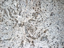 Pepsinogen I Rabbit anti-Human, Mouse, Rat, Polyclonal, Proteintech 150