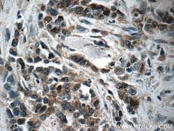 Pepsinogen I Rabbit anti-Human, Mouse, Rat, Polyclonal, Proteintech 150