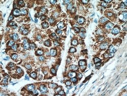 MEK4 Rabbit anti-Human, Mouse, Rat, Polyclonal, Proteintech:Antibodies:Primary
