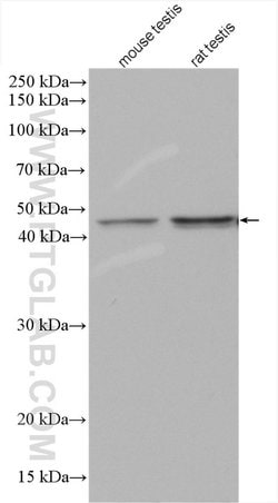 ACTL7A Rabbit anti-Human, Mouse, Rat, Polyclonal, Proteintech 20 &mu;L | Buy Online | Proteintech | Fisher Scientific