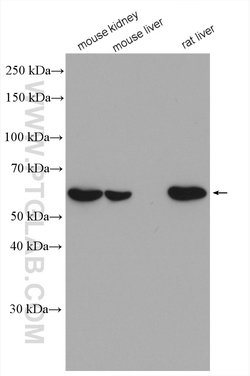 CHDH Rabbit anti-Human, Mouse, Rat, Polyclonal, Proteintech 150 &mu;L;