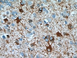 ALDH1L1 Rabbit anti-Human, Mouse, Rat, Polyclonal, Proteintech