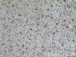 ALDH1L1 Rabbit anti-Human, Mouse, Rat, Polyclonal, Proteintech:Antibodies:Primary