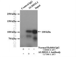 ALDH1L1 Rabbit anti-Human, Mouse, Rat, Polyclonal, Proteintech:Antibodies:Primary