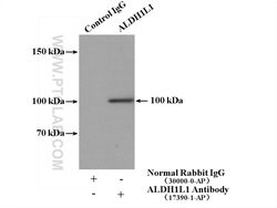 ALDH1L1 Rabbit anti-Human, Mouse, Rat, Polyclonal, Proteintech:Antibodies:Primary