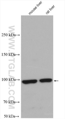 ALDH1L1 Rabbit anti-Human, Mouse, Rat, Polyclonal, Proteintech:Antibodies:Primary