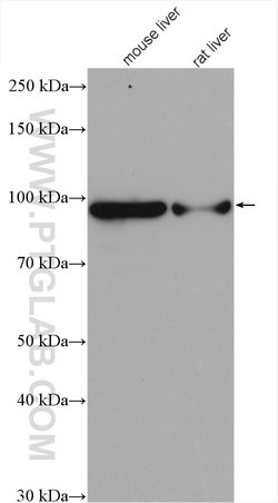 ALDH1L1 Rabbit anti-Human, Mouse, Rat, Polyclonal, Proteintech:Antibodies:Primary