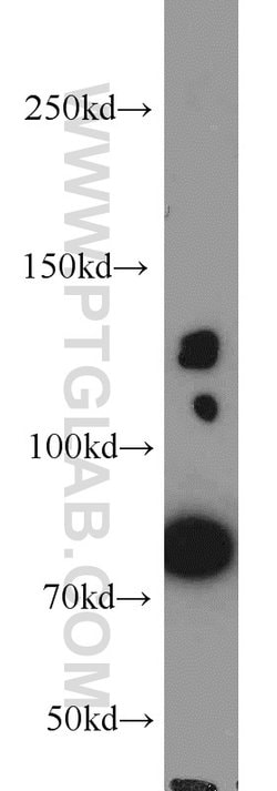 PRPF40A Rabbit anti-Human, Mouse, Polyclonal, Proteintech 150 &mu;L; Unconjugated:Antibodies,