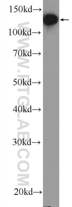 PRPF40A Rabbit anti-Human, Mouse, Polyclonal, Proteintech 150 &mu;L; Unconjugated:Antibodies,