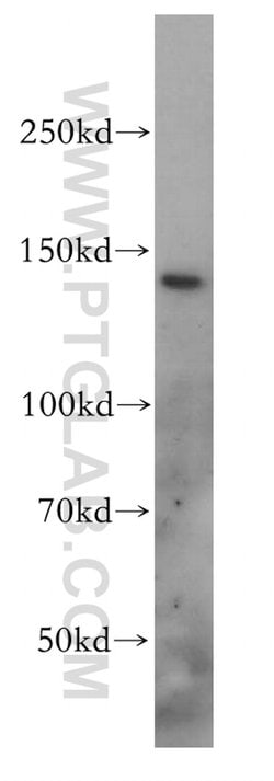 SLC9A11 Rabbit anti-Human, Mouse, Rat, Polyclonal, Proteintech:Antibodies:Primary