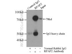 RPAP2 Rabbit anti-Human, Mouse, Polyclonal, Proteintech:Antibodies:Primary