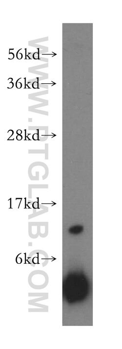RPL30 Rabbit anti-Human, Mouse, Rat, Polyclonal, Proteintech 150 &mu;L;