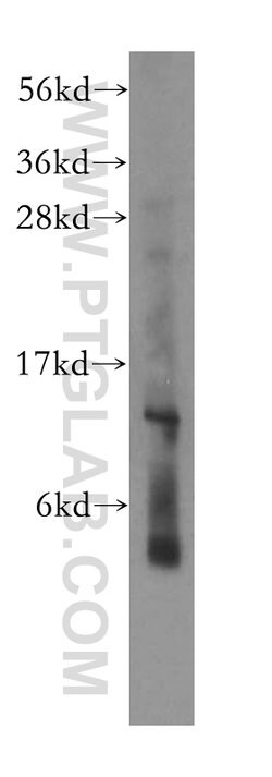 RPL30 Rabbit anti-Human, Mouse, Rat, Polyclonal, Proteintech 150 &mu;L;