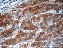 FJX1 Rabbit anti-Human, Mouse, Rat, Polyclonal, Proteintech 150 &mu;L;