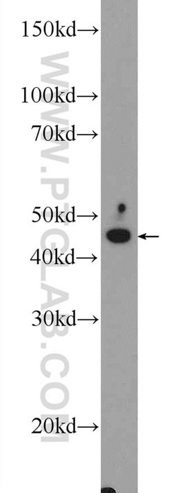 FJX1 Rabbit anti-Human, Mouse, Rat, Polyclonal, Proteintech 150 &mu;L;