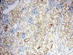 COQ5 Rabbit anti-Human, Mouse, Polyclonal, Proteintech 150 &mu;L; Unconjugated:Antibodies,