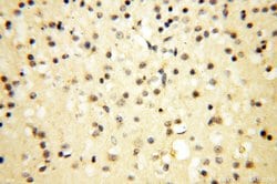 COQ5 Rabbit anti-Human, Mouse, Polyclonal, Proteintech 150 &mu;L; Unconjugated:Antibodies,