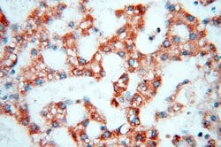 COQ5 Rabbit anti-Human, Mouse, Polyclonal, Proteintech 150 &mu;L; Unconjugated:Antibodies,