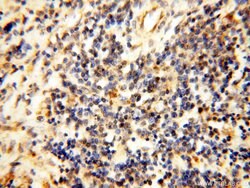 COQ5 Rabbit anti-Human, Mouse, Polyclonal, Proteintech 150 &mu;L; Unconjugated:Antibodies,