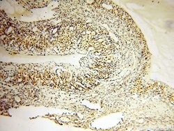 COQ5 Rabbit anti-Human, Mouse, Polyclonal, Proteintech 150 &mu;L; Unconjugated:Antibodies,