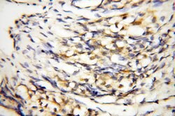 COQ5 Rabbit anti-Human, Mouse, Polyclonal, Proteintech 150 &mu;L; Unconjugated:Antibodies,