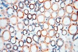 COQ5 Rabbit anti-Human, Mouse, Polyclonal, Proteintech 150 &mu;L; Unconjugated:Antibodies,