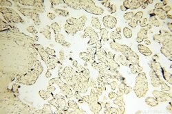 COQ5 Rabbit anti-Human, Mouse, Polyclonal, Proteintech 150 &mu;L; Unconjugated:Antibodies,