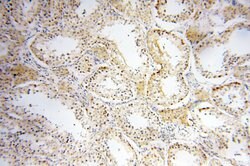 COQ5 Rabbit anti-Human, Mouse, Polyclonal, Proteintech 150 &mu;L; Unconjugated:Antibodies,