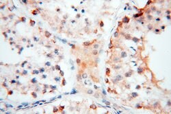 COQ5 Rabbit anti-Human, Mouse, Polyclonal, Proteintech 150 &mu;L; Unconjugated:Antibodies,