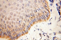 COQ5 Rabbit anti-Human, Mouse, Polyclonal, Proteintech 150 &mu;L; Unconjugated:Antibodies,