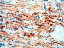 COQ5 Rabbit anti-Human, Mouse, Polyclonal, Proteintech 150 &mu;L; Unconjugated:Antibodies,