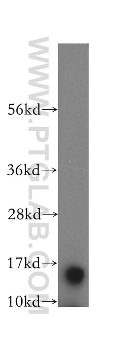 FABP7 Rabbit anti-Human, Mouse, Rat, Polyclonal, Proteintech:Antibodies:Primary