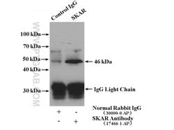 SKAR Rabbit anti-Human, Mouse, Rat, Polyclonal, Proteintech:  