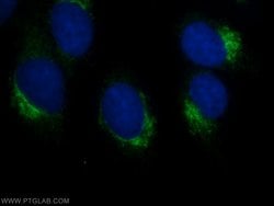 CLUAP1 Rabbit anti-Canine, Human, Mouse, Rat, Polyclonal, Proteintech:Antibodies:Primary