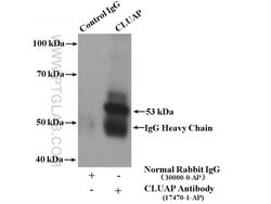 CLUAP1 Rabbit anti-Canine, Human, Mouse, Rat, Polyclonal, Proteintech:Antibodies:Primary
