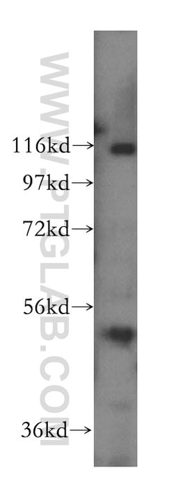 CLUAP1 Rabbit anti-Canine, Human, Mouse, Rat, Polyclonal, Proteintech:Antibodies:Primary
