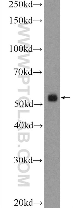 CLUAP1 Rabbit anti-Canine, Human, Mouse, Rat, Polyclonal, Proteintech:Antibodies:Primary