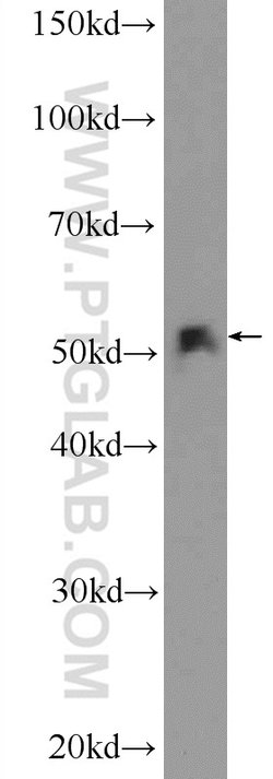 CLUAP1 Rabbit anti-Canine, Human, Mouse, Rat, Polyclonal, Proteintech:Antibodies:Primary