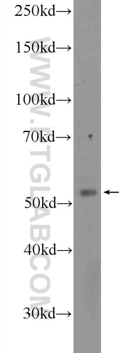 CLUAP1 Rabbit anti-Canine, Human, Mouse, Rat, Polyclonal, Proteintech:Antibodies:Primary