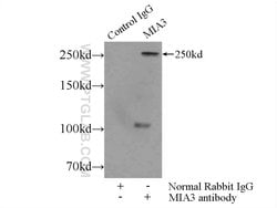 MIA3 Rabbit anti-Human, Mouse, Rat, Polyclonal, Proteintech:Antibodies:Primary
