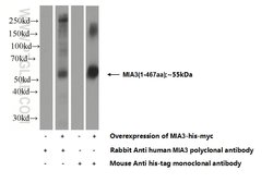 MIA3 Rabbit anti-Human, Mouse, Rat, Polyclonal, Proteintech:Antibodies:Primary