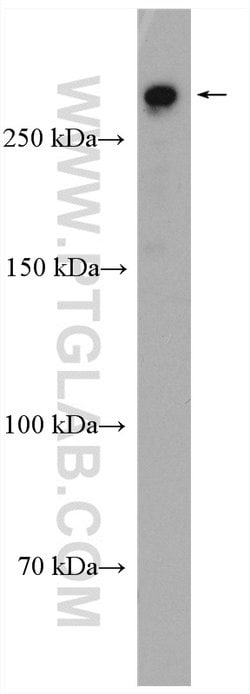 MIA3 Rabbit anti-Human, Mouse, Rat, Polyclonal, Proteintech:Antibodies:Primary