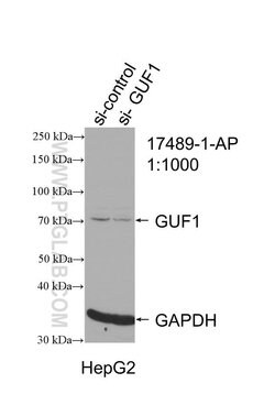 GUF1 Rabbit anti-Human, Mouse, Polyclonal, Proteintech 150 &mu;L | Buy Online | Proteintech Group Inc | Fisher Scientific