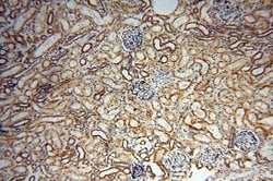 USP20 Rabbit anti-Human, Mouse, Rat, Polyclonal, Proteintech 150 &mu;L;