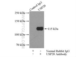 USP20 Rabbit anti-Human, Mouse, Rat, Polyclonal, Proteintech 150 &mu;L;